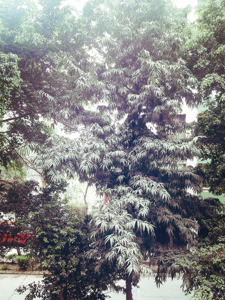 trees