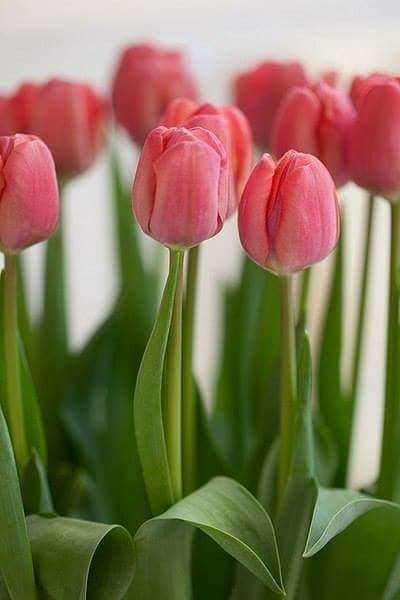 tulip