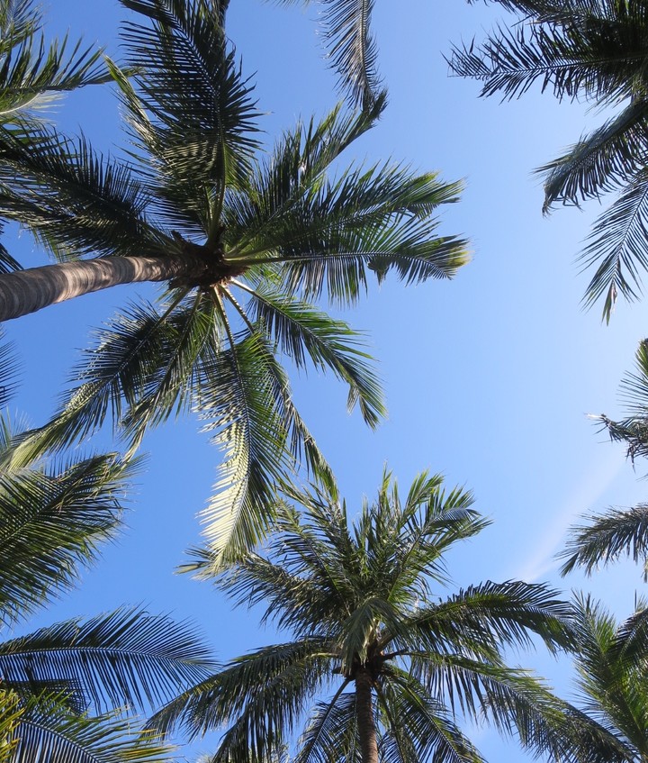 Palms
