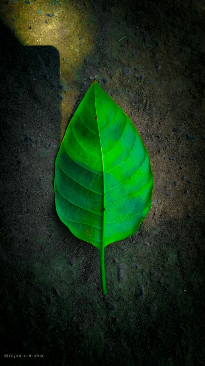 Green leaf
