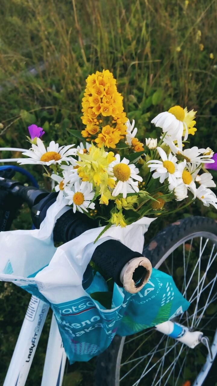wildflower·