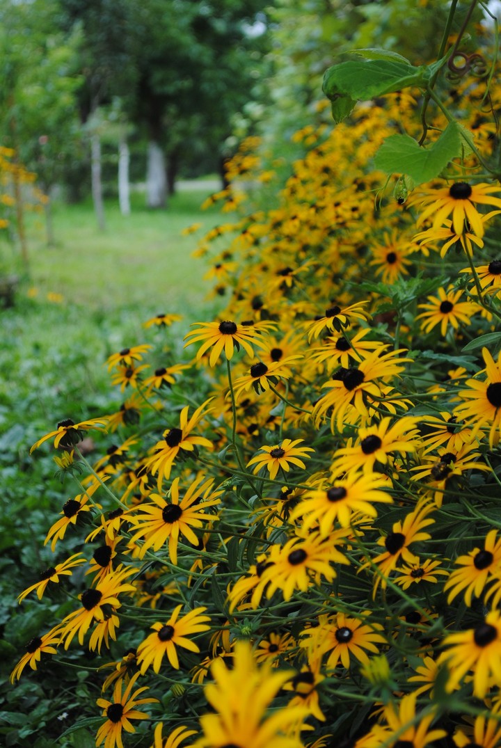 flowers