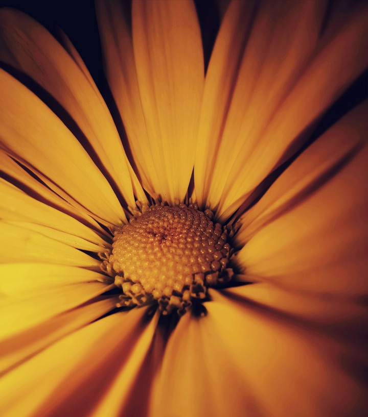 fleur pétale nature