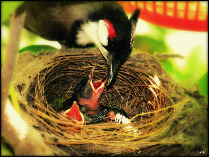 Family