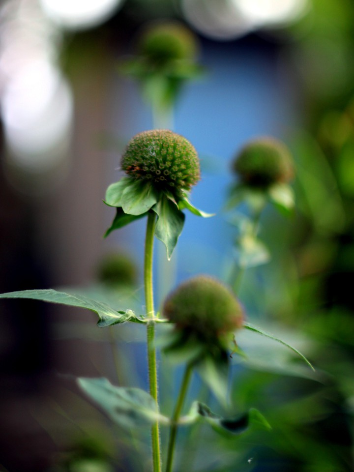 Pompons