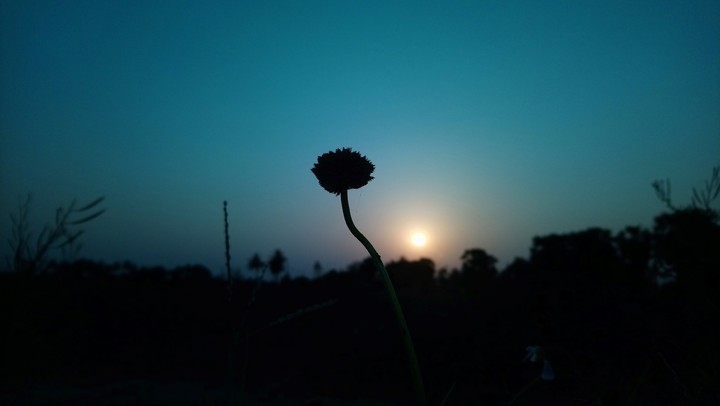 small flower next take