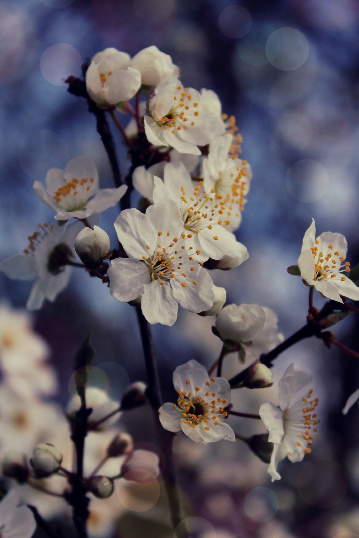 O.V.❀