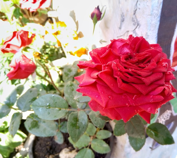 rose