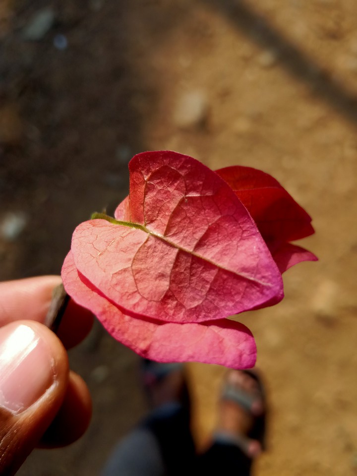 Pink Love @ AXV Gen by AXV Suresh