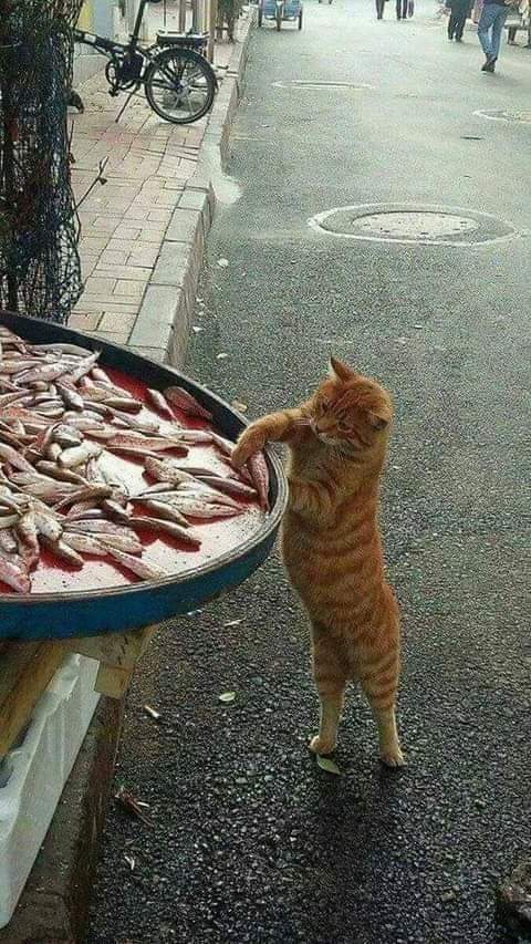 fantastico. e cato.