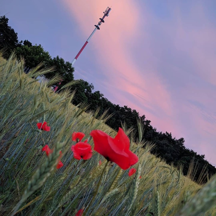 Poppyflowers