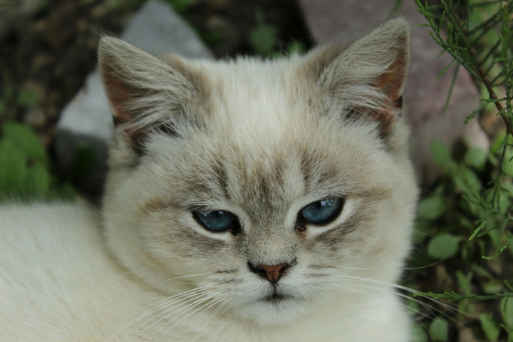 cat
