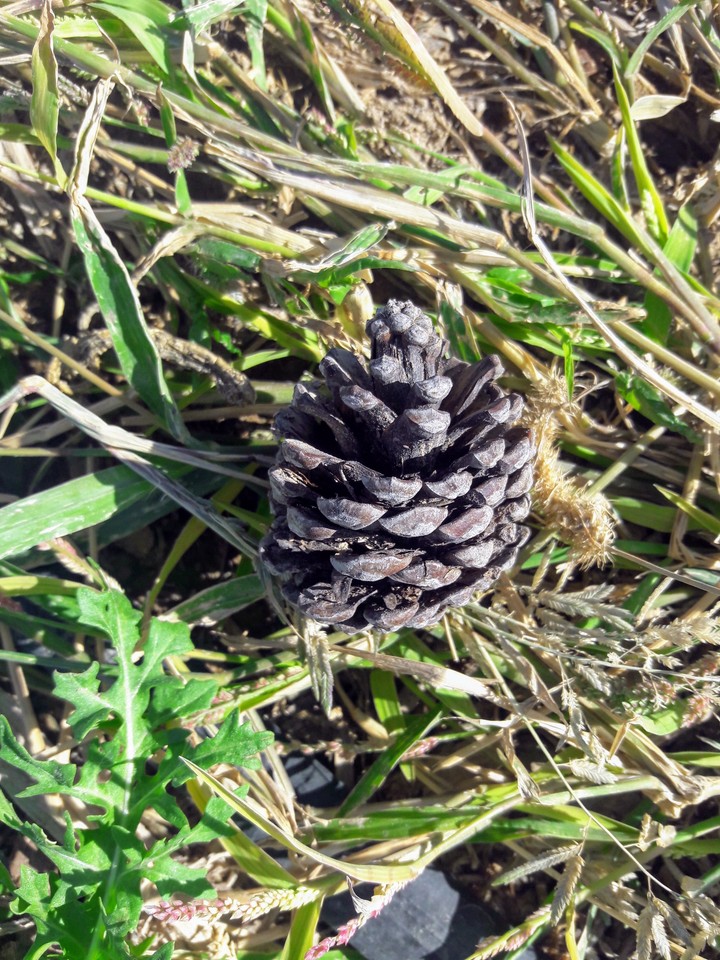 Little Pinecone
