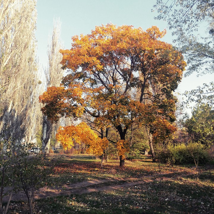 Autumn tree