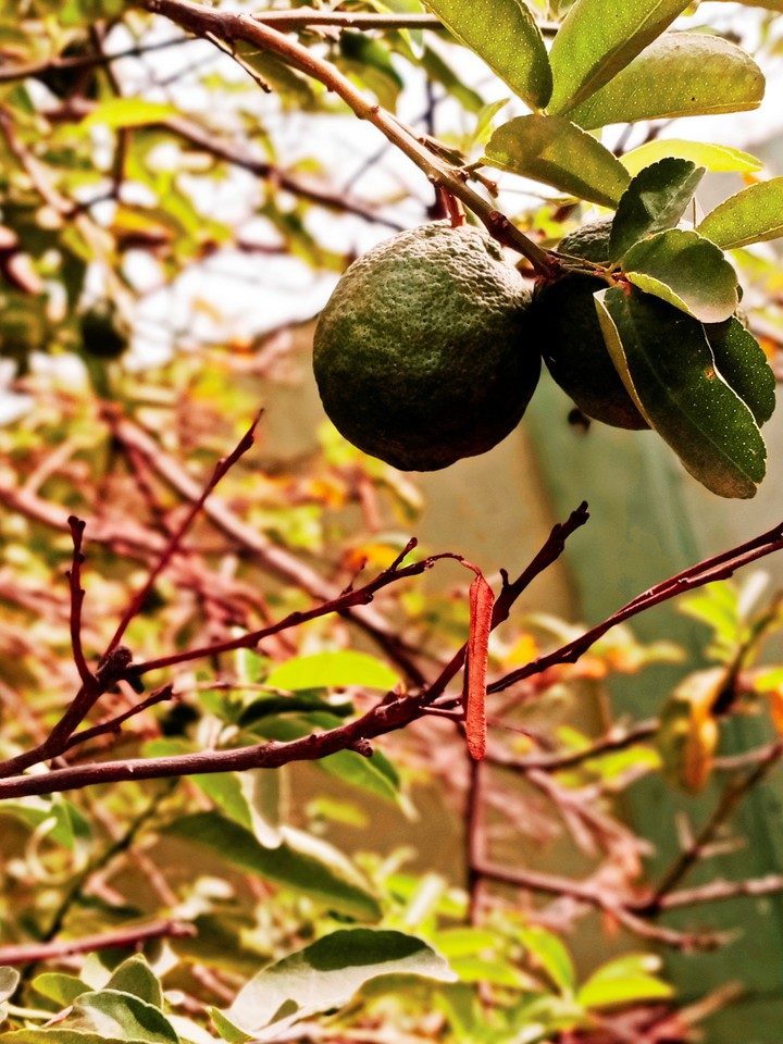 lemon