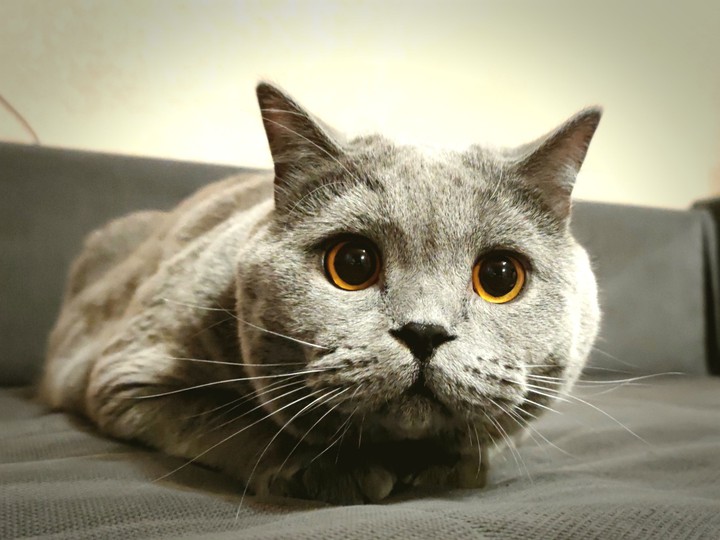 кот