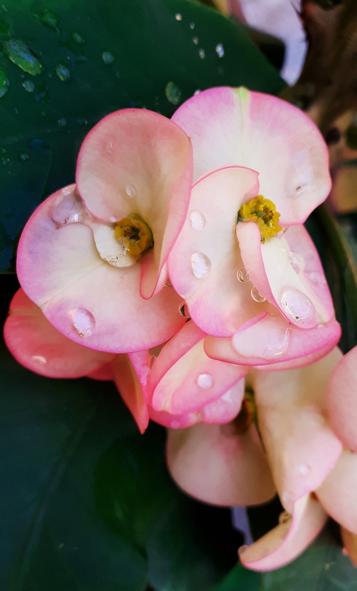 flores