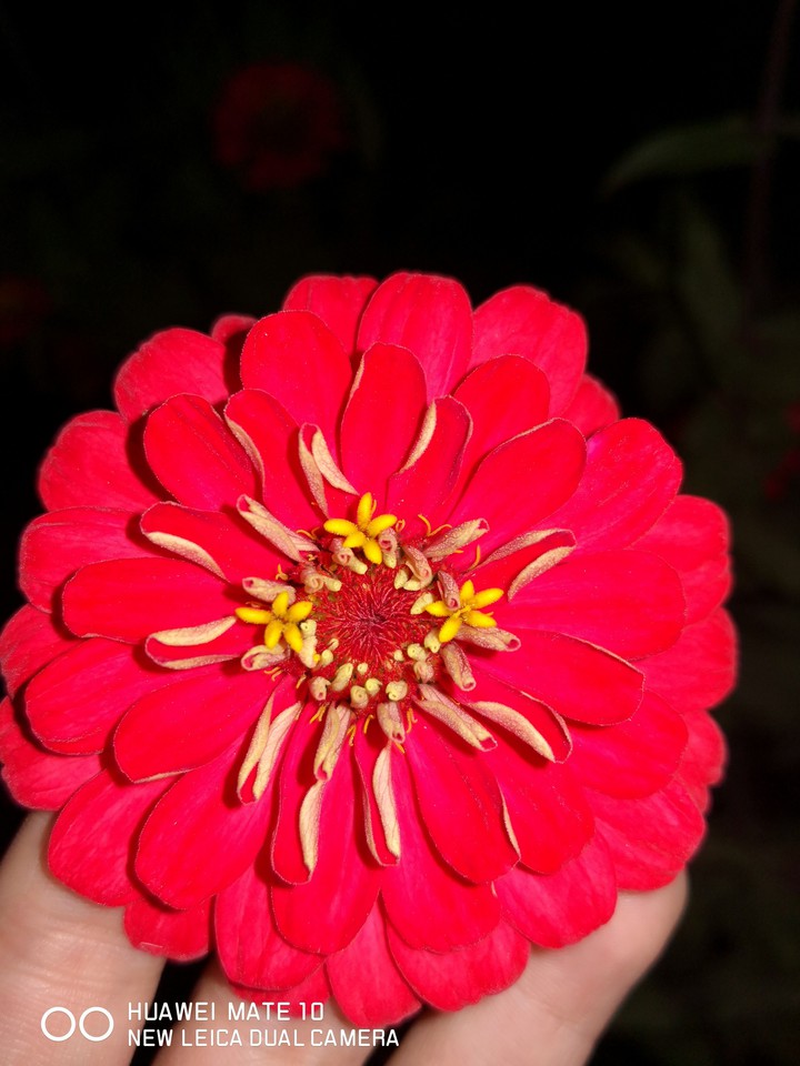 red flower