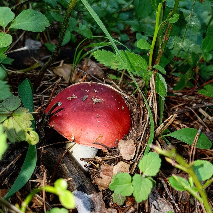 Mushroom