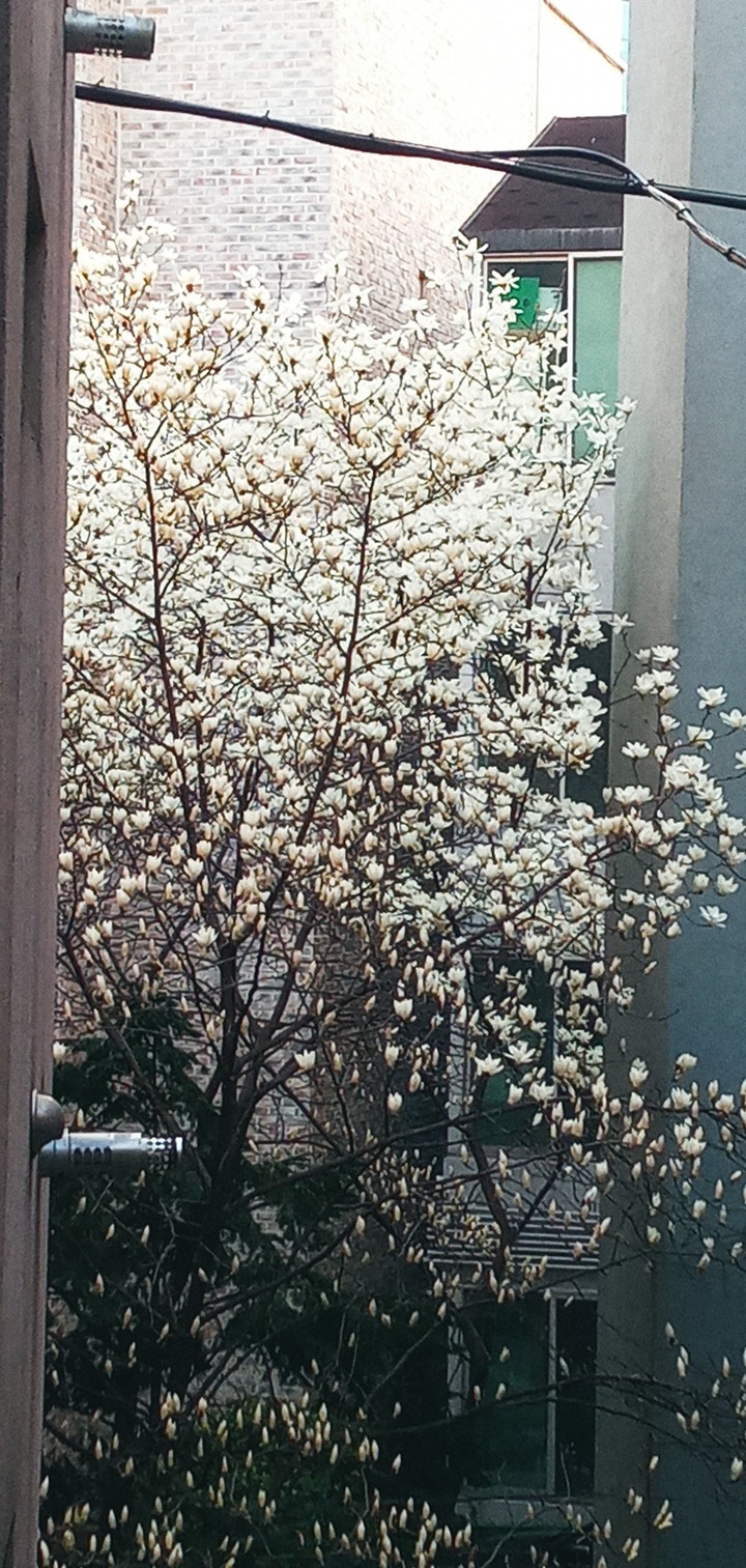 건물사이 목련꽃