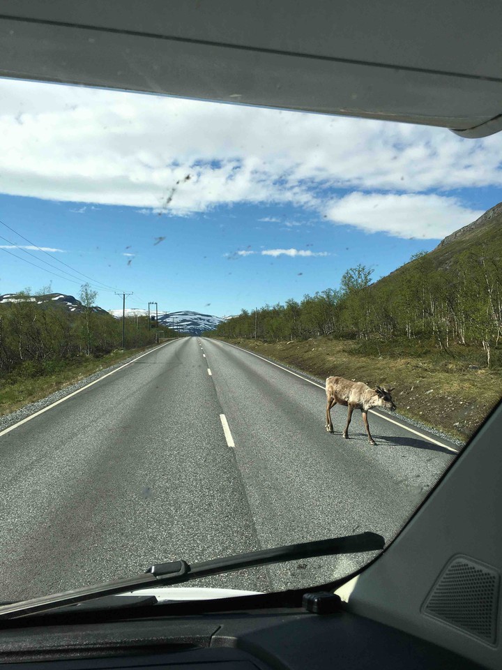 reindeer on the road