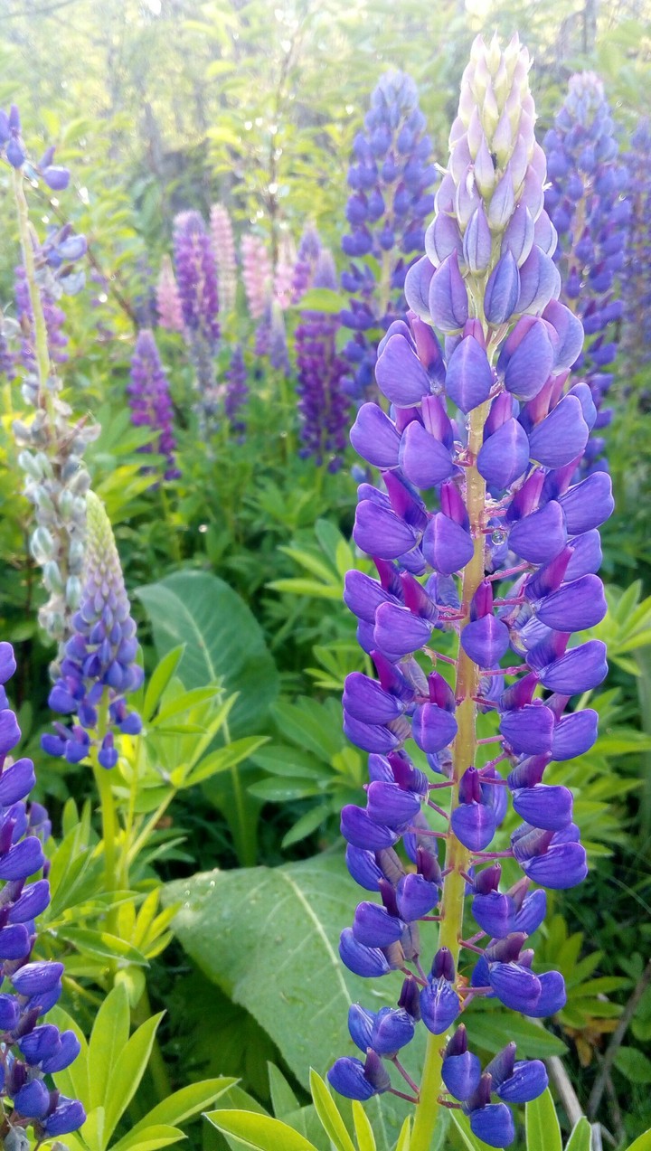 Lupin flowers spring