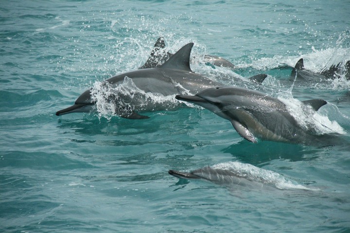 dolphins