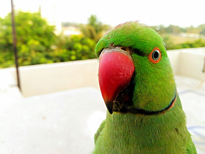 Birds