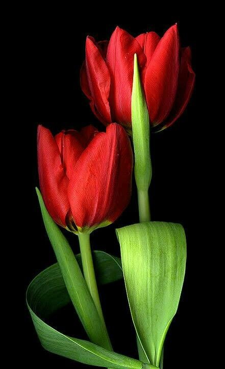 Red tulips.