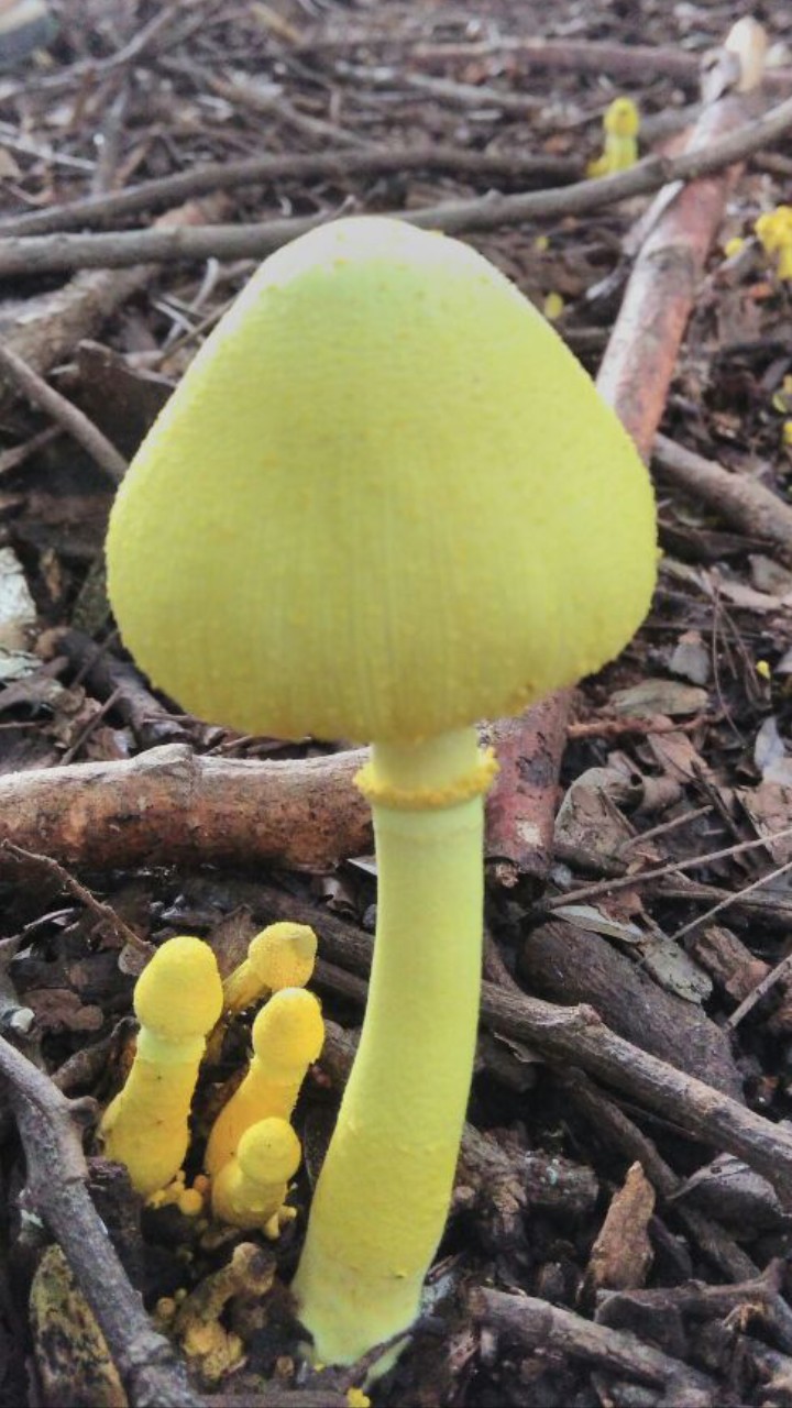 Mushroom