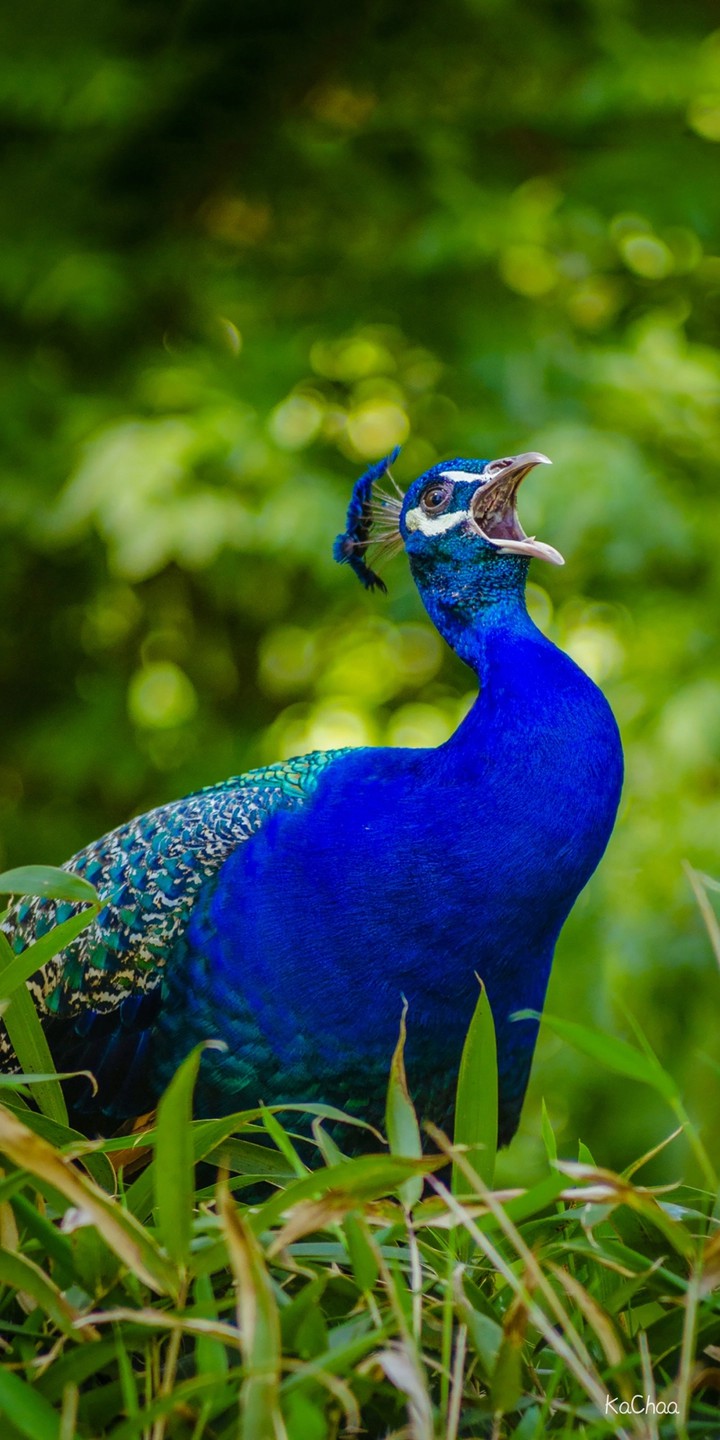 peacock