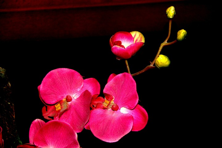 Orchids