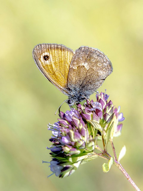 lepidoptera, wing háttérképek