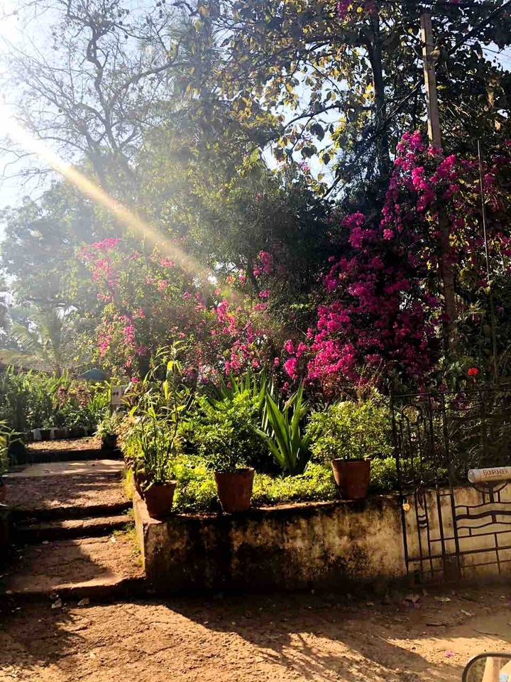 Garden