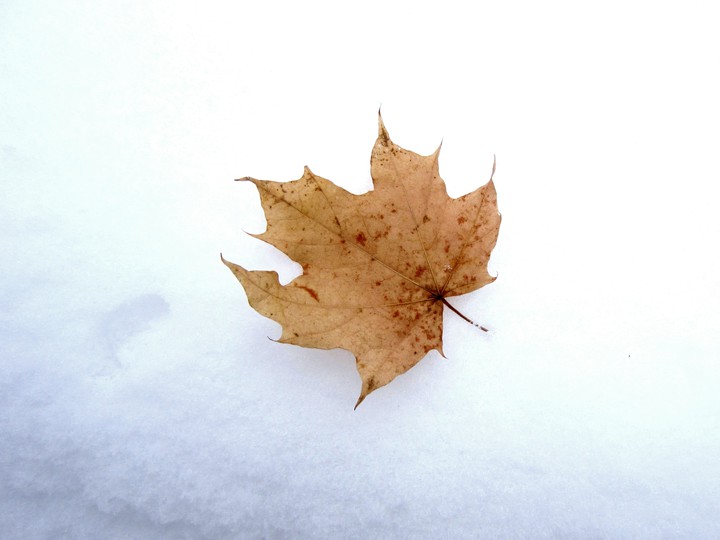 Winter. First snow