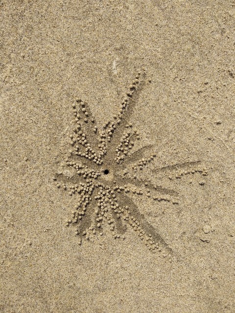 Crab's house