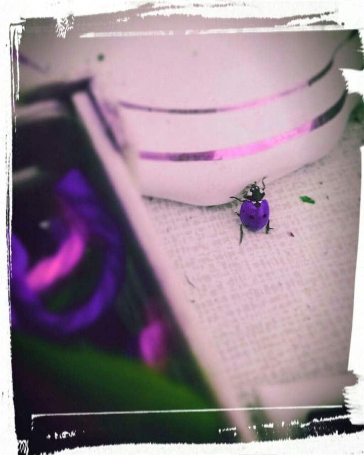 ladybug
