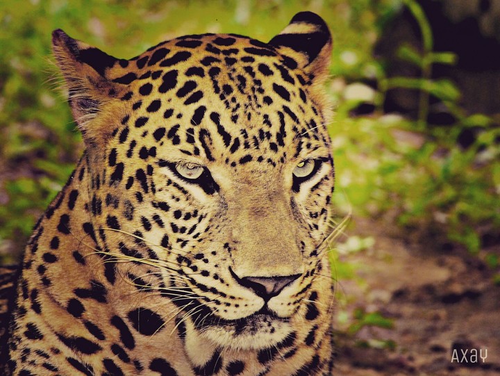 Wildlife