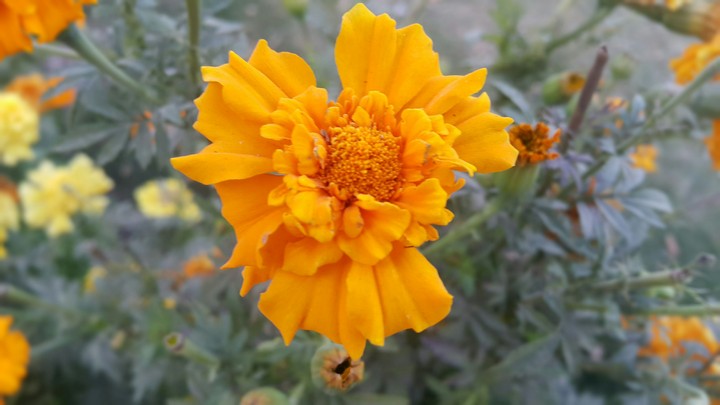 Flower