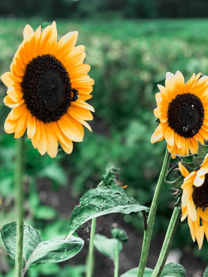 Sunflower Field