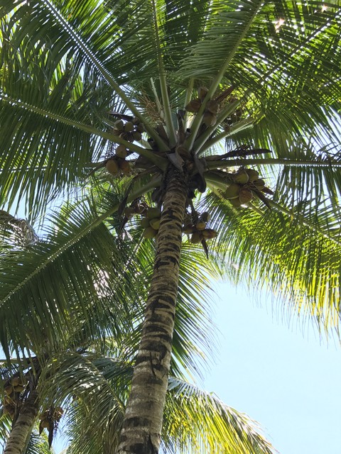 Coconut