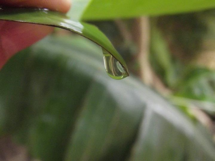 Drop