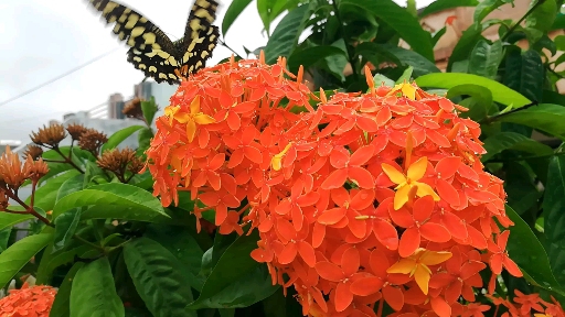 beautiful butterfly ?