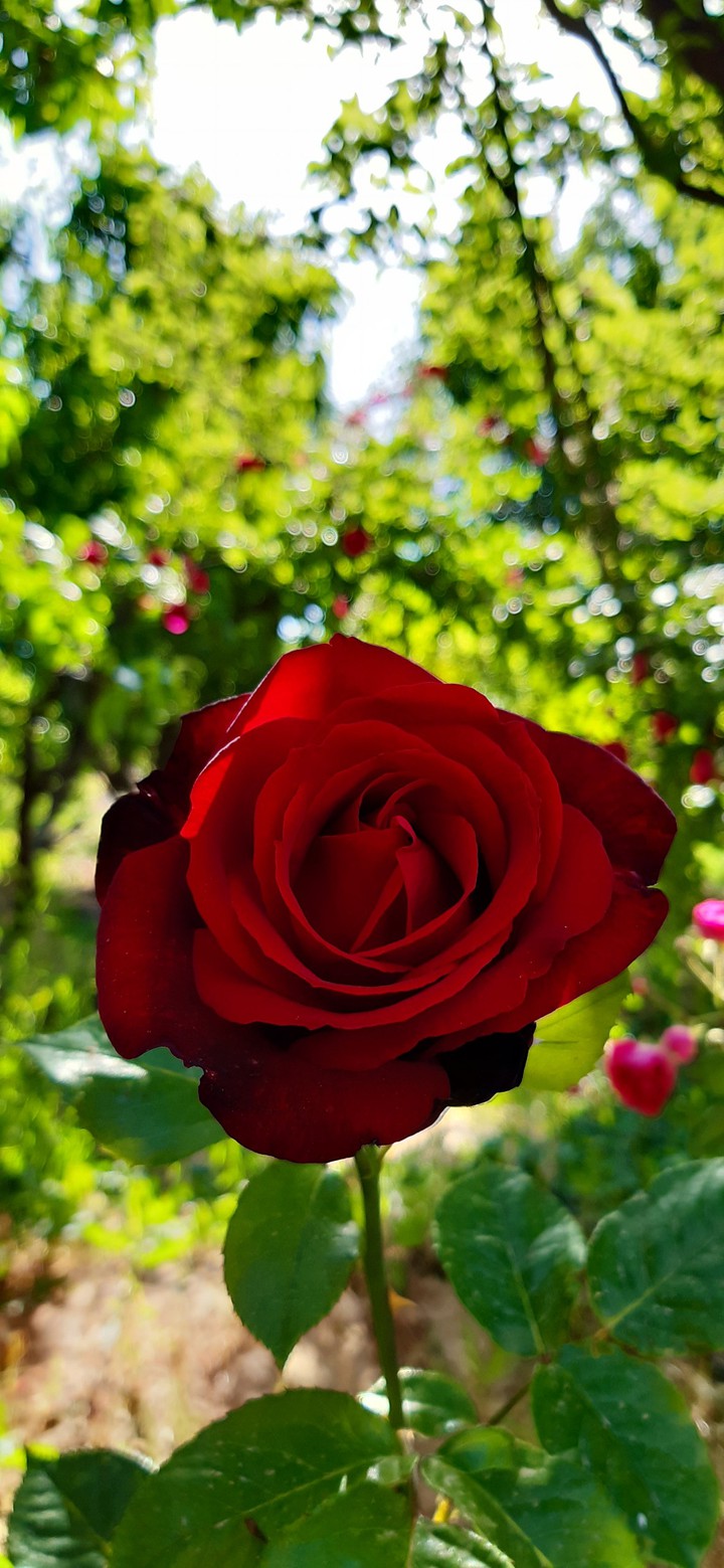 Red flower