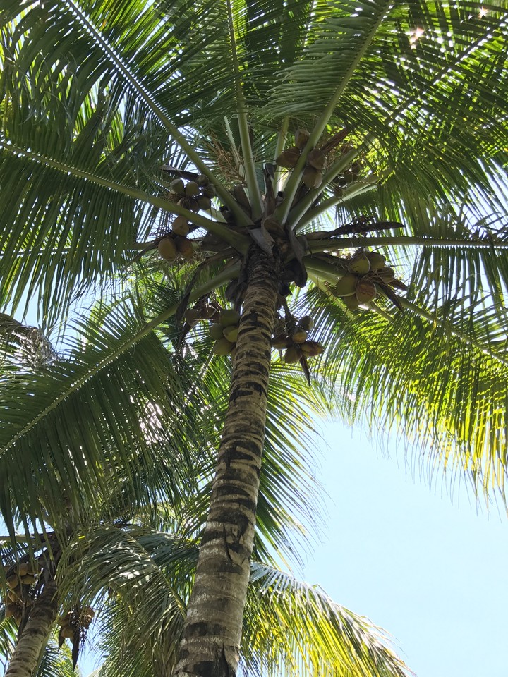 Coconut 