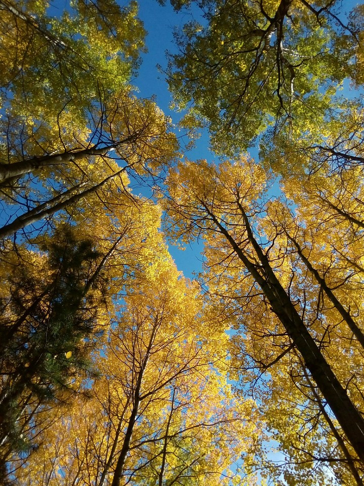 autumn forest