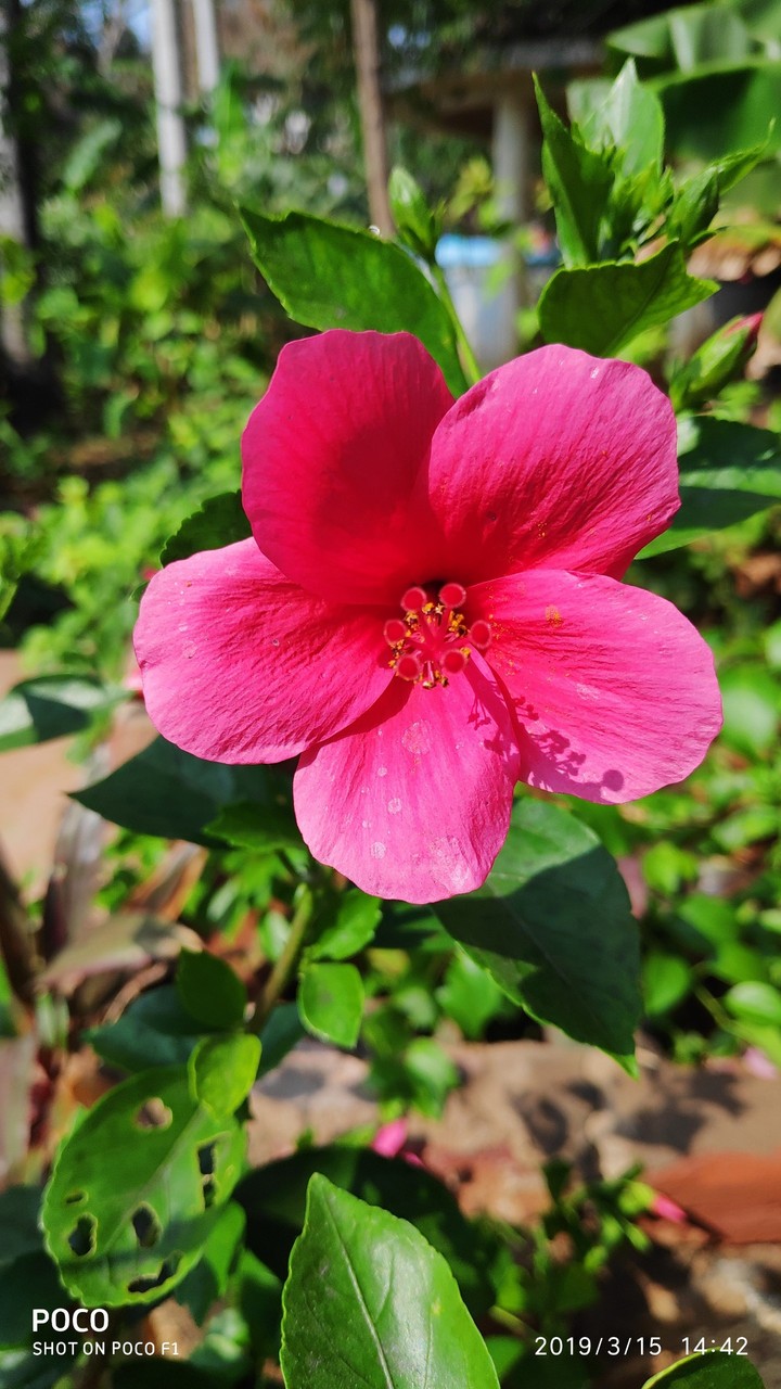 flower