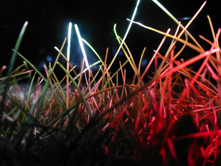 Herbes lumineuses