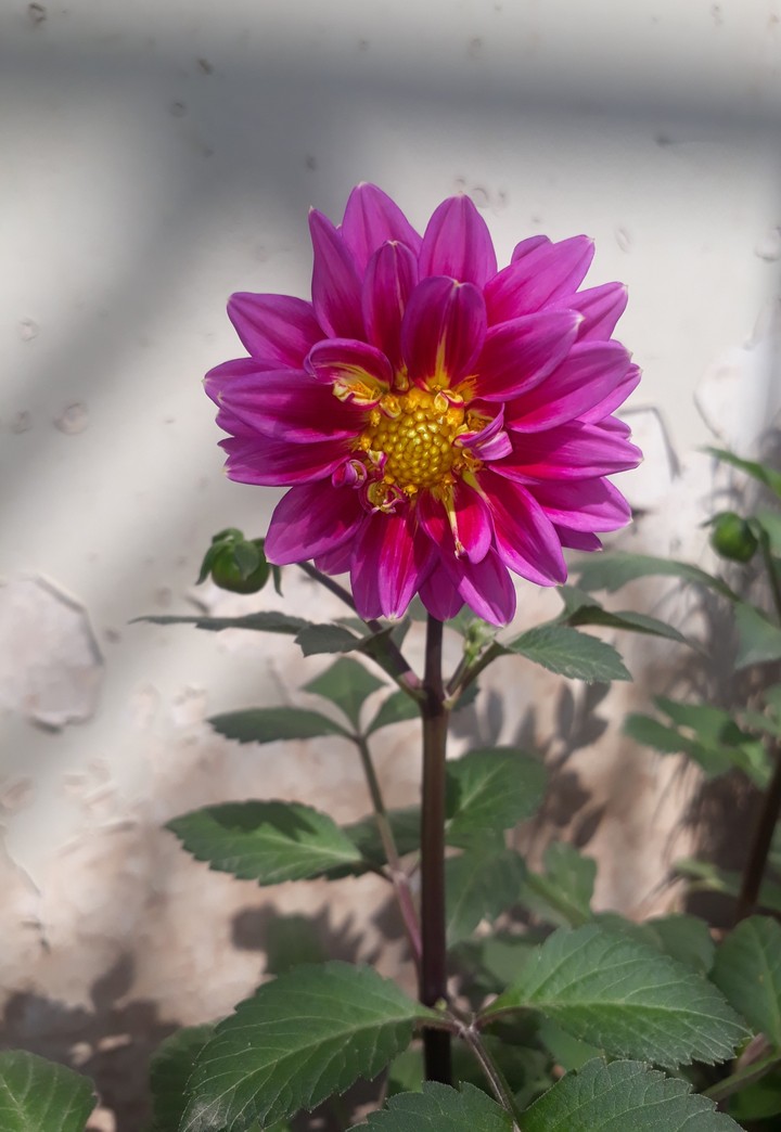 Amazing Flowers