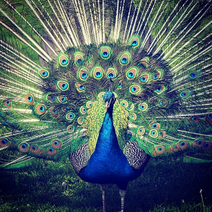 wilde beauty